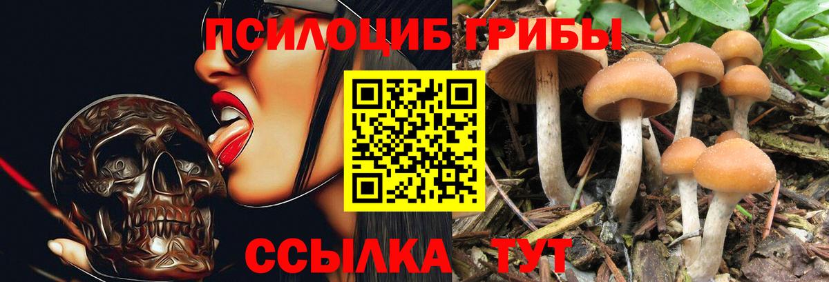 Псилоцибиновые грибы Cubensis  Вход с VPN  Ставрополь 